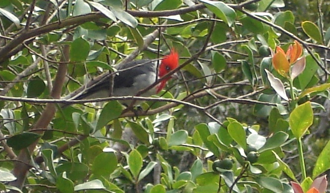  Kauai 014 Cardinal in Waimea Canyon